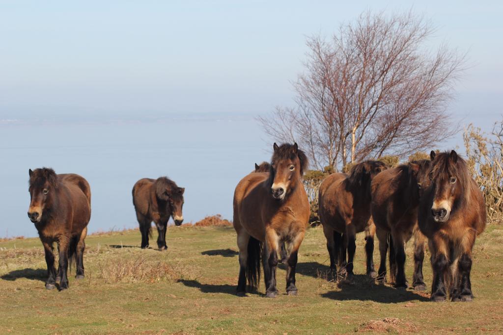 Exmoor House Hotel Dunster Luaran gambar